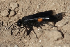 Stizoides renicinctus