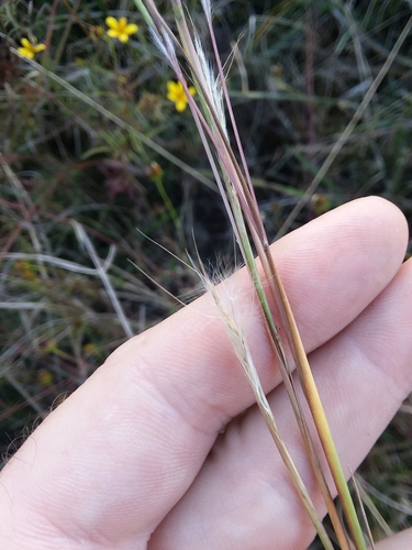 Image of Anatherum perangustatum by (c) Will McFarland, some rights reserved (CC BY)