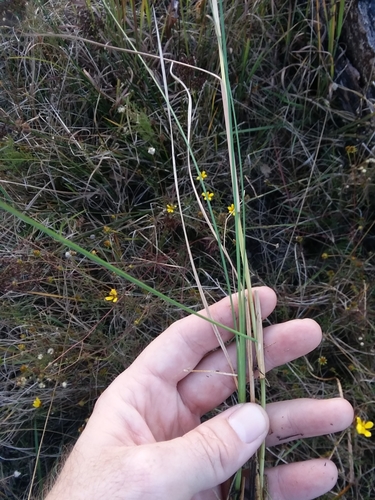 Image of Anatherum perangustatum by (c) Will McFarland, some rights reserved (CC BY)