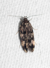 Barea codrella