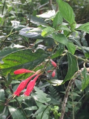 Ruellia angustiflora