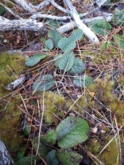 Brachyglottis bellidioides