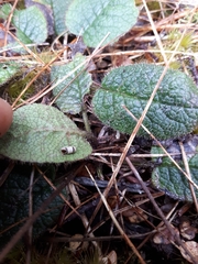Brachyglottis bellidioides