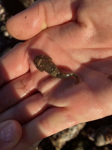 California clingfish (Gobiesox rhessodon) — Gobiesocidae — 3