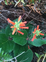 Sinningia macrostachya