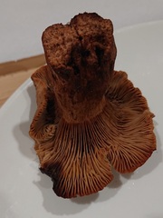 Lactarius zugazae