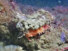 Dromidia