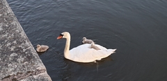 Cygnus olor