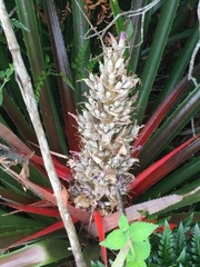 Bromelia antiacantha