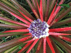 Bromelia antiacantha
