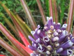 Bromelia antiacantha