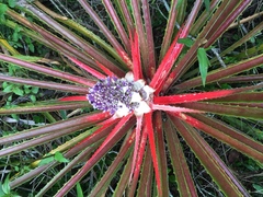 Bromelia antiacantha