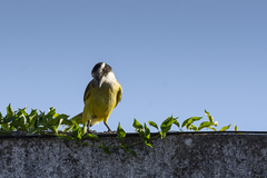 Pitangus sulphuratus