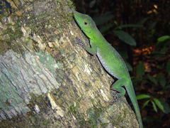 Anolis phyllorhinus