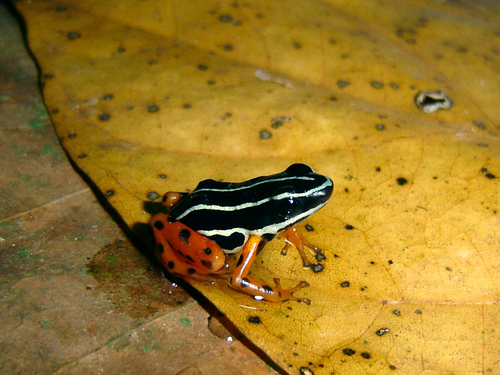Rio Madeira Poison Frog - Photo (c) Henrique C. Costa, some rights reserved (CC BY-NC), uploaded by Henrique C. Costa