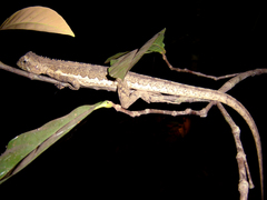 Uranoscodon superciliosus