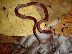 Oxyrhopus melanogenys