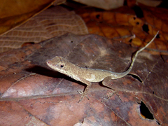 Anolis fuscoauratus