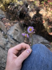 Erigeron arenarioides