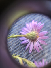 Erigeron arenarioides