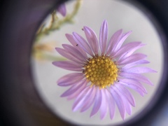 Erigeron arenarioides