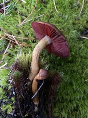 Cortinarius phoeniceus