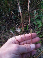 Andropogon tracyi