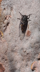 Pauropsalta mneme