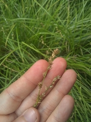 Carex divulsa divulsa