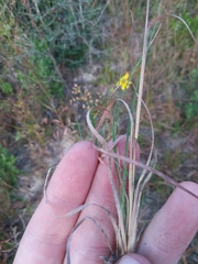Andropogon tracyi