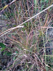 Andropogon tracyi