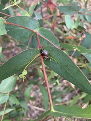 Paropsisterna agricola