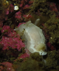 Goniodoris nodosa