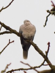Streptopelia decaocto