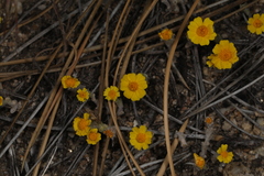 Eriophyllum wallacei