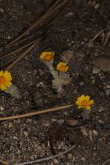 Eriophyllum wallacei