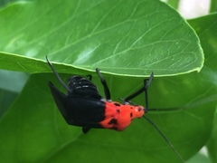 Callichilella grandis