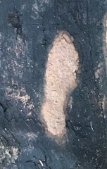 Corticium roseum