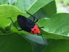 Callichilella grandis
