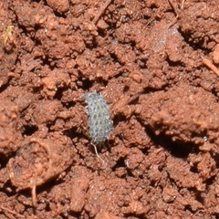 Morulodes