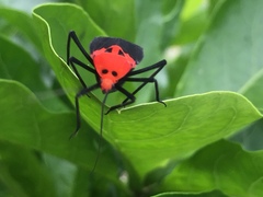Callichilella grandis