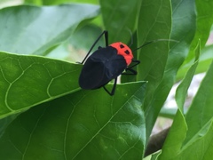 Callichilella grandis