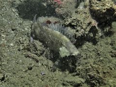 Centrogenys vaigiensis