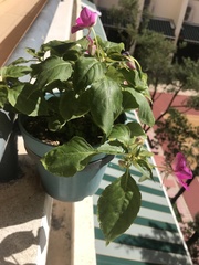Impatiens walleriana