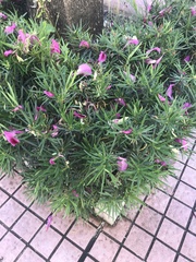 Tracheophyta