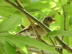 Turdus leucomelas