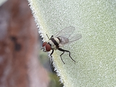 Anthomyia illocata