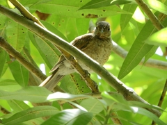 Turdus leucomelas
