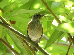 Turdus leucomelas