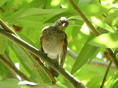 Turdus leucomelas